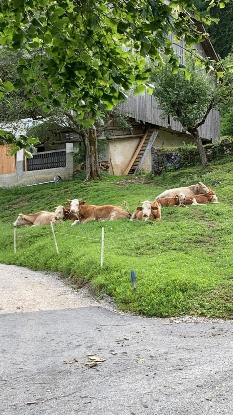 Tourist Farm Gradisnik Apartment Solcava Ngoại thất bức ảnh